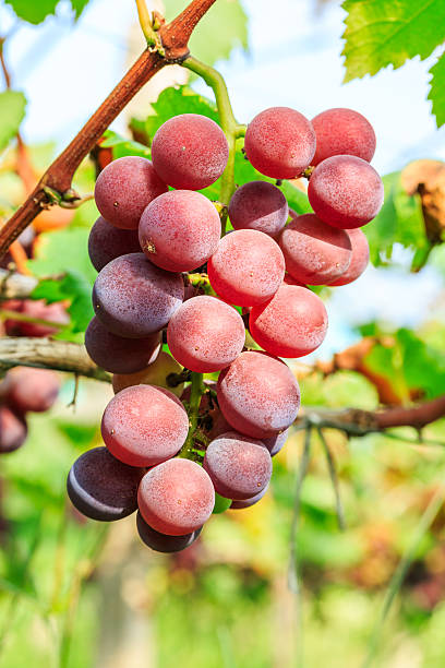 istock Vineyard ripe grapes in the fall 637730178