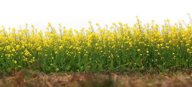 campo de mostaza  - mustard plant fotografías e imágenes de stock