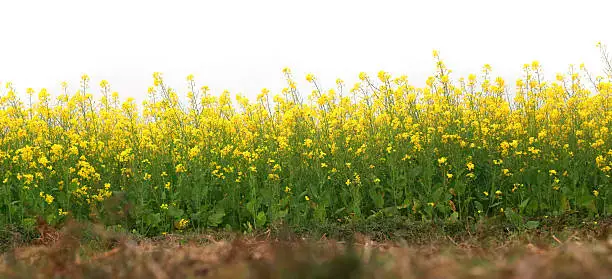 Photo of Mustard field