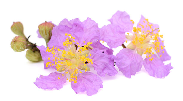 istock beautiful Lagerstroemia speciosa flower 637731698