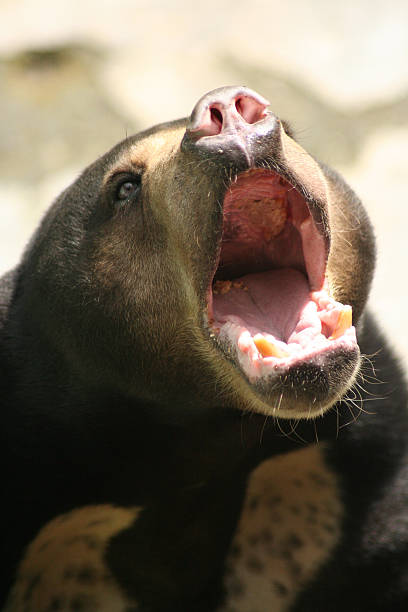 istock Sun Bear in the zoo 637732956