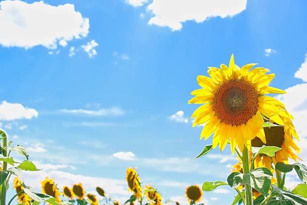 istock Sunflower in Sunflower Field 637733058