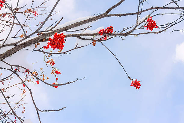 istock Red rowan berries and twigs against the blue sky 637734216
