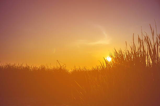 istock Meadow in the evening before sunset silhouette. 637735408