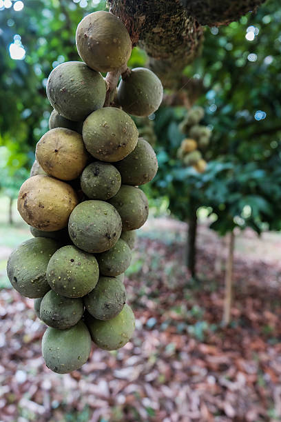istock Bunch of longkong on the tree 637736516