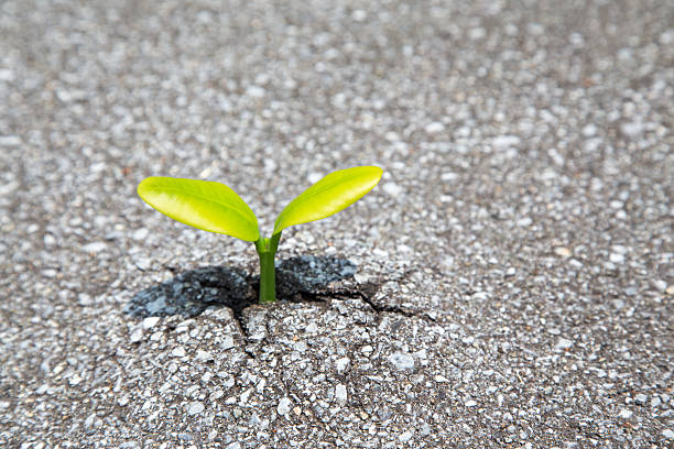 istock The plant which gave a bud from asphalt 637737312