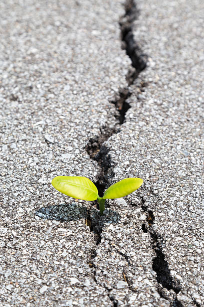 istock The plant which gave a bud from asphalt 637737358