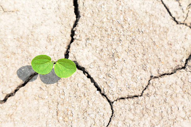 istock Plants that sprout from wasteland 637737728