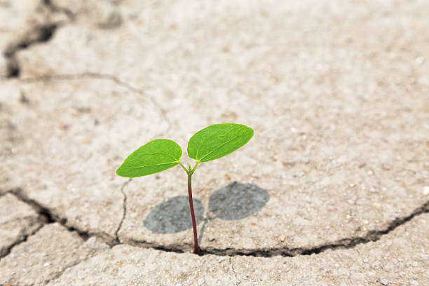 istock Plants that sprout from wasteland 637737742