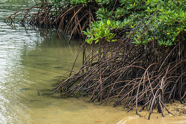 Mangroves stock photo