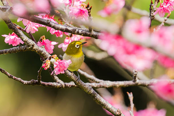istock Cherry blossoms and Japanese white-eye 637739660