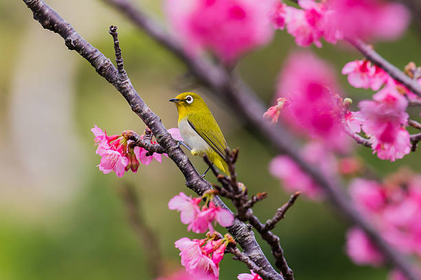istock Cherry blossoms and Japanese white-eye 637739690
