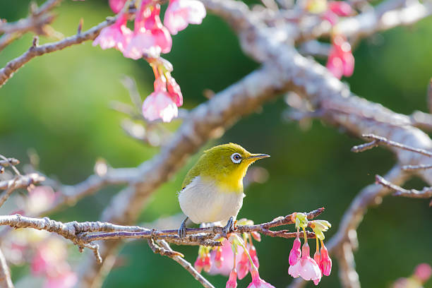 istock Cherry blossoms and Japanese white-eye 637739748