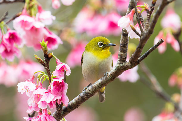 istock Cherry blossoms and Japanese white-eye 637739838
