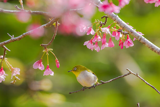 istock Cherry blossoms and Japanese white-eye 637740078