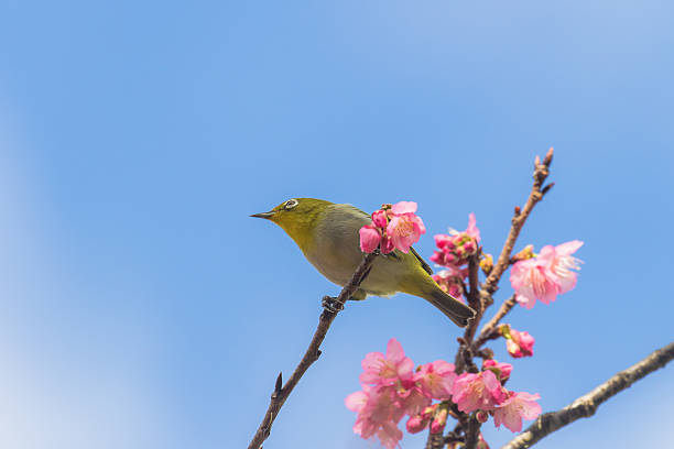 istock Cherry blossoms and Japanese white-eye 637740502