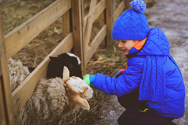 istock little boy feeding sheeps at farm 637740510