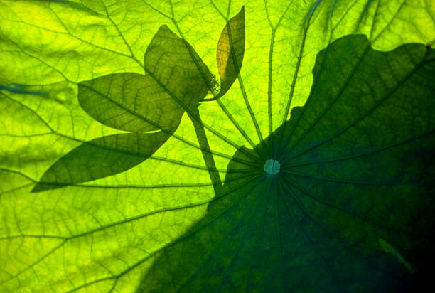 istock Lotus photo light shadow lotus leaf 637742310