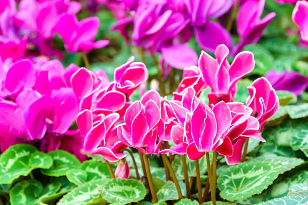 istock Pink white cyclamen flower in garden 637742758