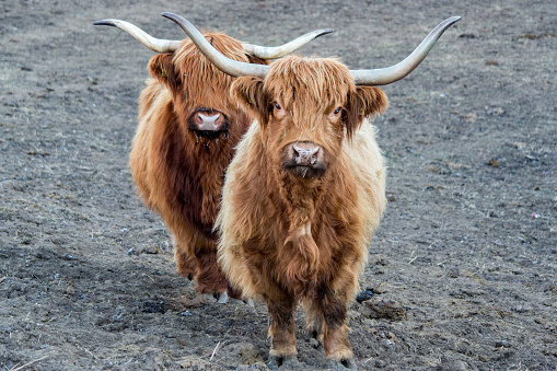 Highlander scotland hairy cow frozen nose detail