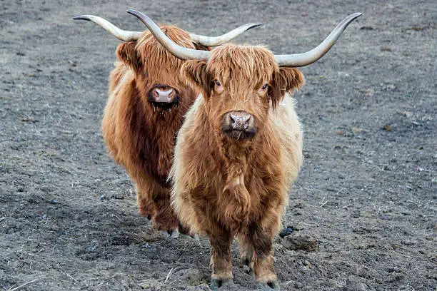 Photo of Highlander scotland hairy cow frozen nose