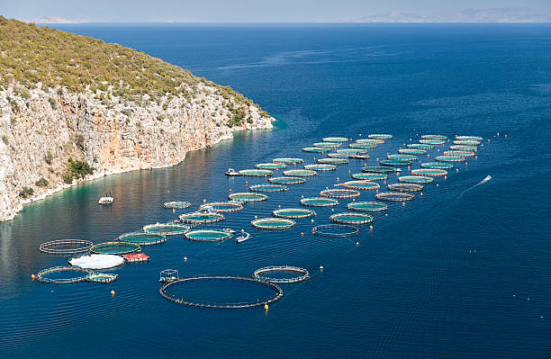 istock Fish farm in the sea 637743146