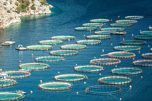 istock Fish farm in the sea 637743282
