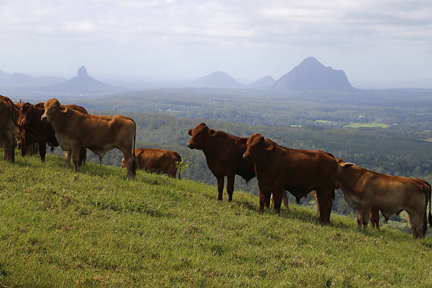 Herd of Bulls on Hillside Overlooking the Glass House Mountains stock photo