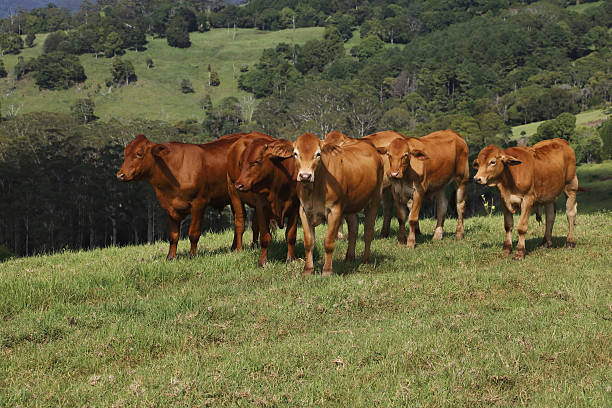 Herd of Bulls on Grassy Hillside Overlooking Distant Hills stock photo