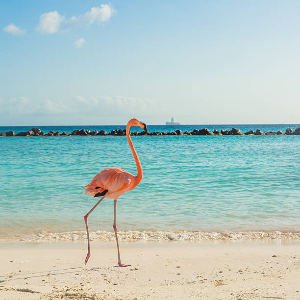 One flamingo on the beach Flamingos on the Aruba beach. Flamingo beach aviary photos stock pictures, royalty-free photos & images