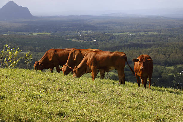 Bulls on Hillside Overlooking Mount Beerwah stock photo