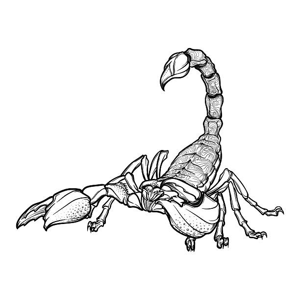 Doodle stylized cartoon scorpio black sketch isolated on white background Detailed realistic scorpio drawing isolated on white background. Tattoo design, zodiac sign concept art, horoscope article illustration. Coloring book for adults page. EPS10 vector illustration. scorpions drawings stock illustrations