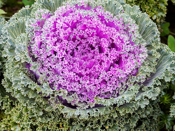 istock purple green ornamental cabbage close up 637745156