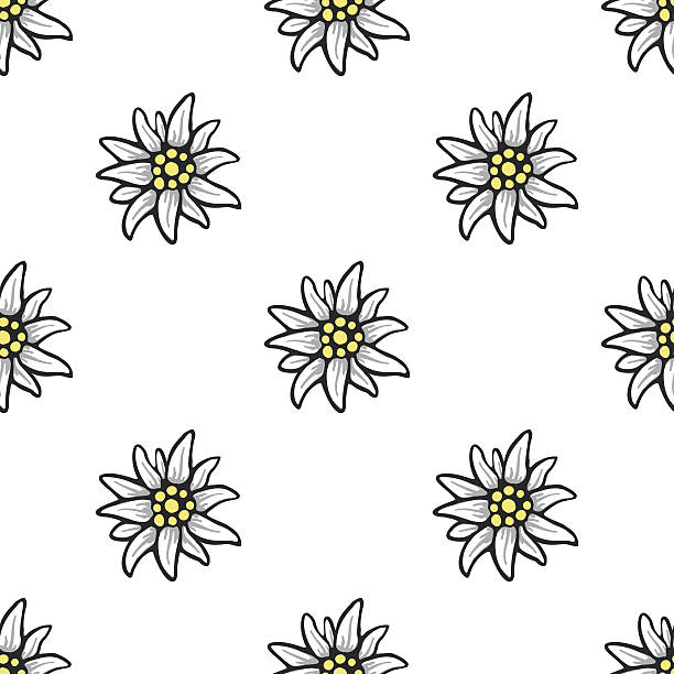 edelweiss kwiat bez szwu wzór tekstury tła - edelweiss stock illustrations