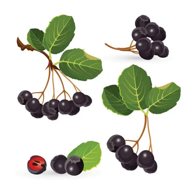 Vector illustration of Branches of aronia with green leaves on white. Chokeberries vector