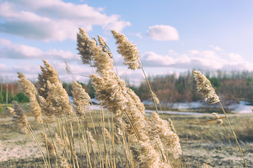 Yellow reed brushes with the wind in the dunes on the background of forests and white clouds on a blue sky in spring