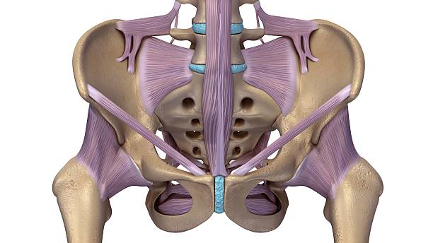 Skeleton hip with ligaments front The hip is the body’s second largest weight-bearing joint (after the knee). It is a ball and socket joint at the juncture of the leg and pelvis. tendon stock illustrations