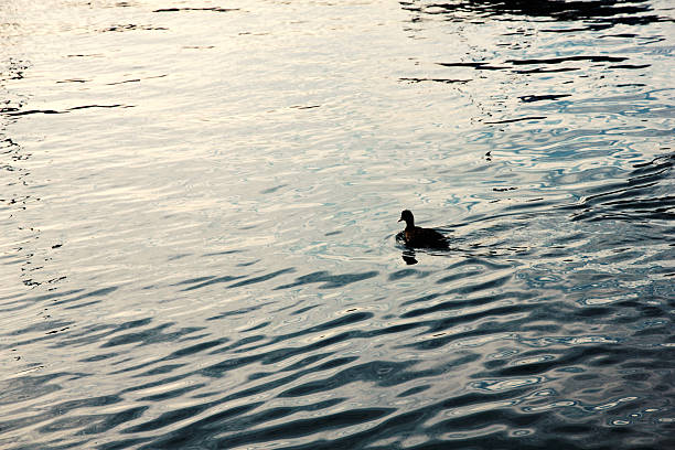 istock A winter day Sea bird 637750240