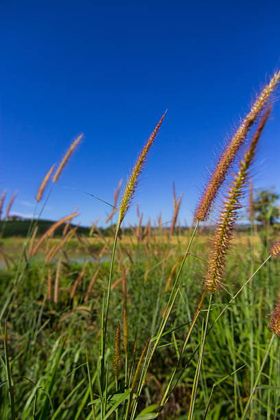 istock Pennisetum Fountain Grass and blue sky 637750530