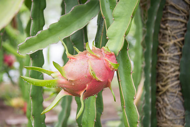 istock dragon Fruit on the tree after rain in garden 637753946