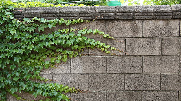 istock Ivy covered the walls 637754010