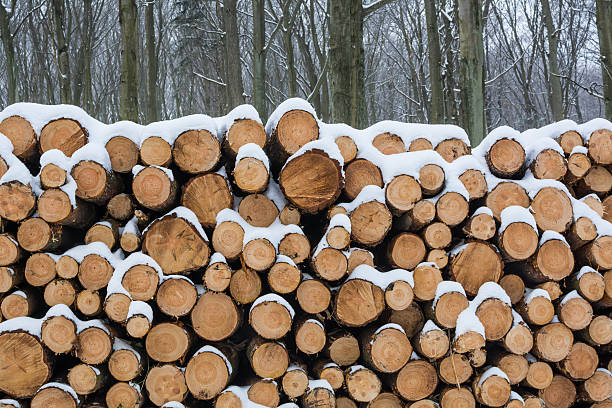 Heap of snow covered freshly felled trees in winter forest.
