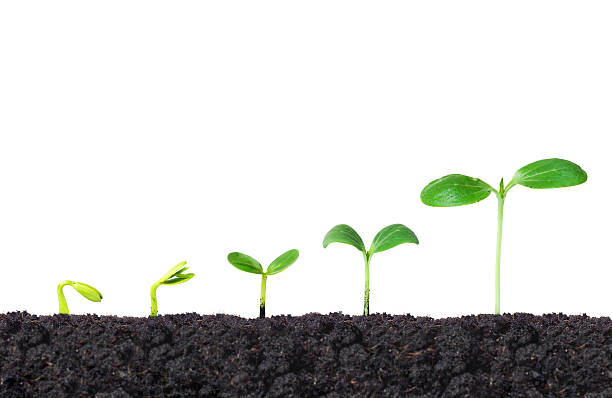 l'agricoltura  - vegetable garden planting environment human hand foto e immagini stock