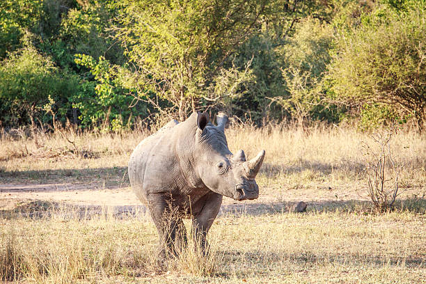 istock White rhino starring at the camera. 637758626