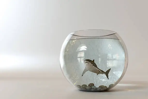 Photo of White shark into a fishbowl