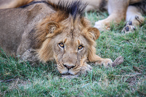 istock Male Lion starring at the camera. 637758690