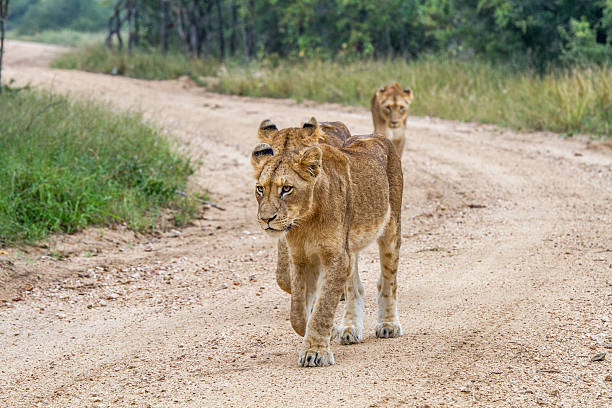 istock Three young Lions walking towards the camera. 637758764