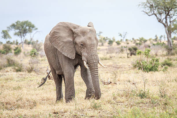 istock Elephant eating in the Kruger. 637759098