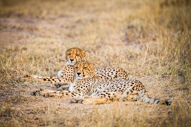 istock Two Cheetahs laying in the grass. 637759384
