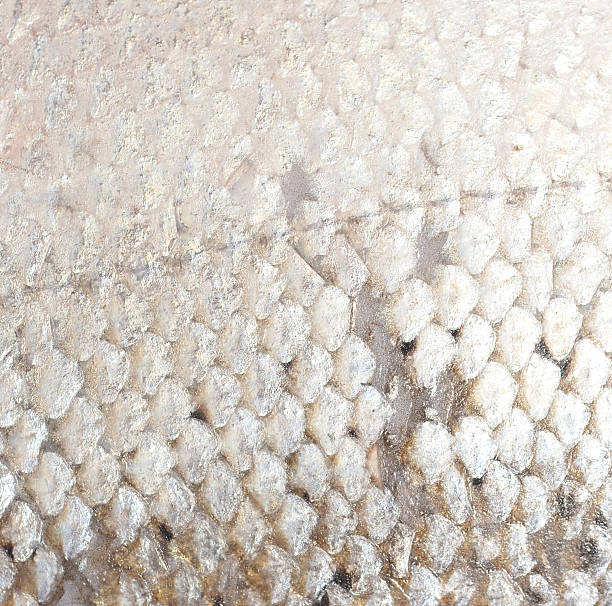 fish scales